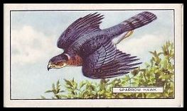 37GB Sparrow Hawk.jpg
